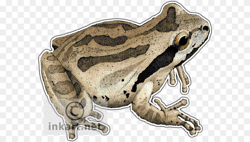 590x480 Pacific Tree Frog Decal Pacific Tree Frog, Amphibian, Animal, Wildlife, Reptile Sticker PNG