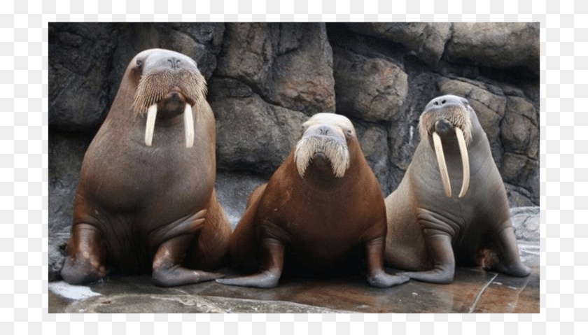705x419 Pacific Walruses Housed At Six Flags Discovery Kingdom, Walrus, Mammal, Sea Life HD PNG Download