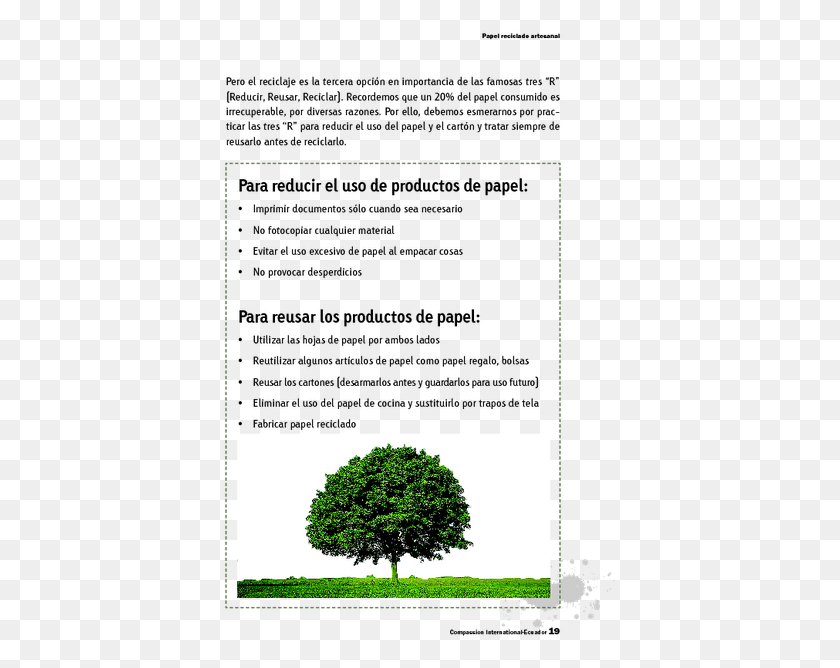 395x608 Page Ahornbaum, Tree, Plant, Conifer HD PNG Download
