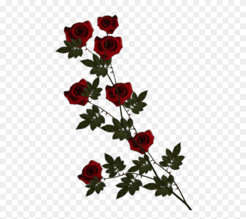 470x686 Page Curl Pro Garden Roses, Rose, Flor, Planta Hd Png