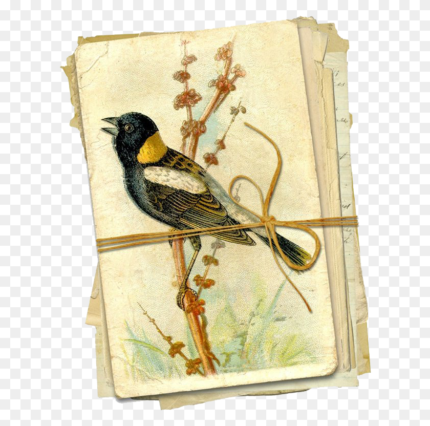610x772 Page Torn From An Old Book With The Picture Of A Bird Cocina Imagenes De Servilletas Para Decoupage Para, Animal HD PNG Download
