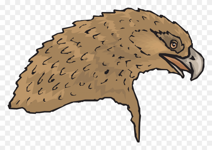 1920x1323 Painted Eagle Head Eagle, Animal, Bird, Kiwi Bird HD PNG Download