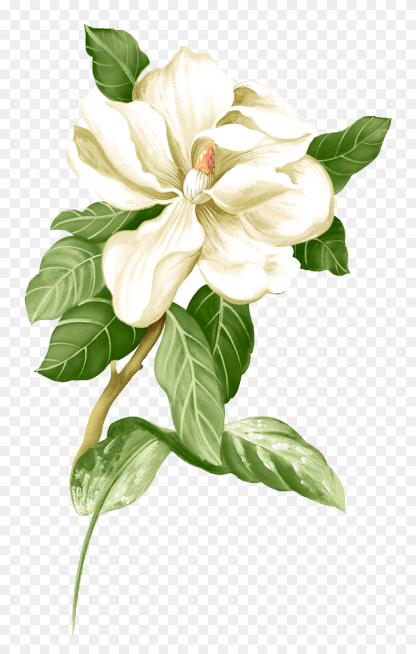 1000x1615 Painted Picture White Material Jasmine Hq Jasmine Flower, Plant, Blossom, Hibiscus HD PNG Download