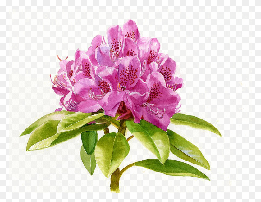 900x683 Painting Background Image Rhododendron Painting, Plant, Flower, Blossom HD PNG Download