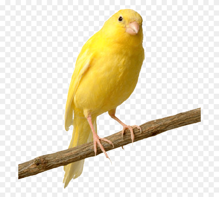 701x697 Pajaro Canary Bird, Animal, Finch HD PNG Download