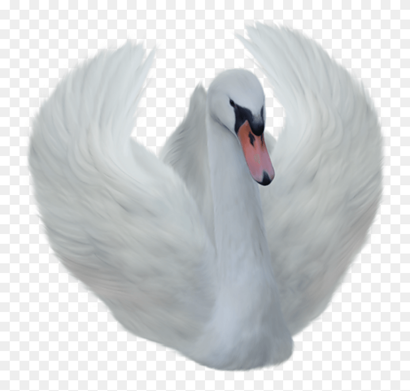 881x839 Pajaros Formato Aves Animales Pjaros Pintados Swan, Bird, Animal, Chicken HD PNG Download