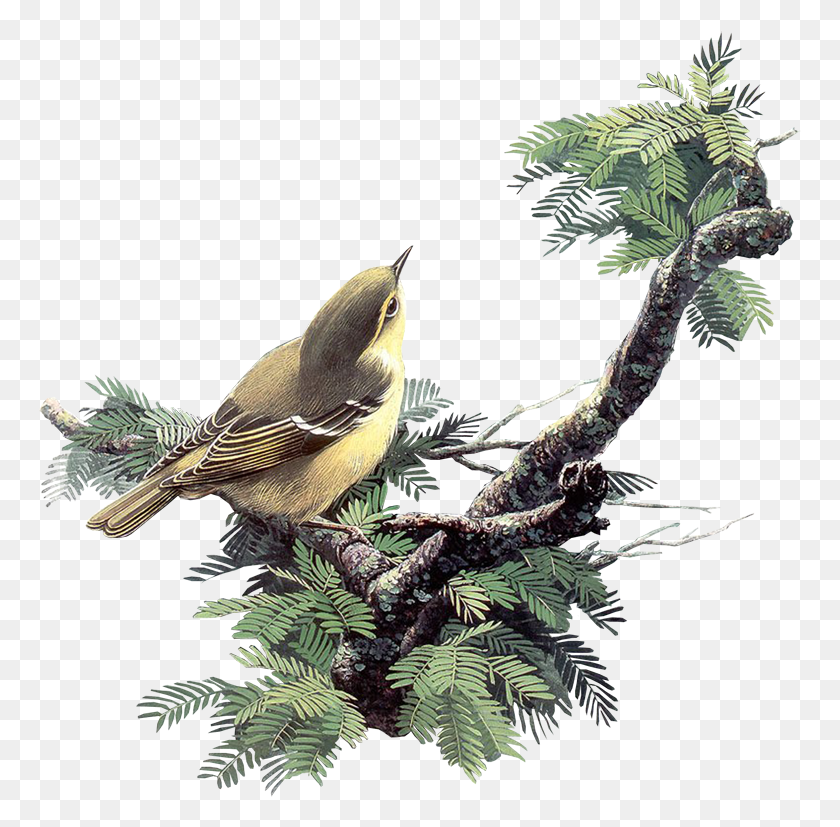763x767 Pajaros Paintings Of Birds, Bird, Animal, Leaf HD PNG Download