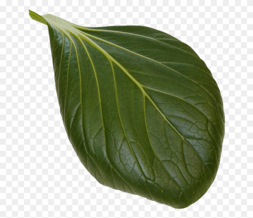 657x663 Descargar Png / Planta De Interior Paksoi, Hoja, Planta, Venas Hd Png