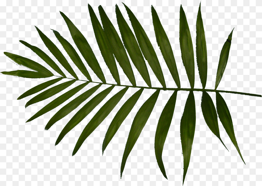 2459x1746 Palm Clipart Fern Palm Trees, Leaf, Plant, Tree Transparent PNG