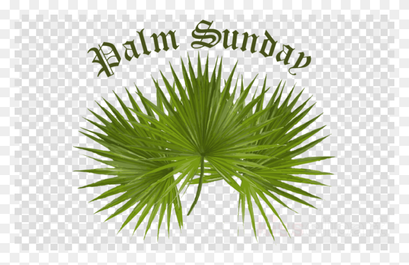 900x560 Palm For Palm Sunday Clipart Palm Trees Palm, Plant, Tree HD PNG Download