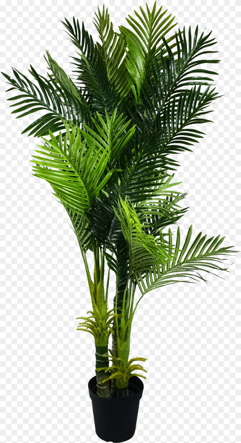 1034x1903 Palm Fronds, Leaf, Palm Tree, Plant, Tree PNG