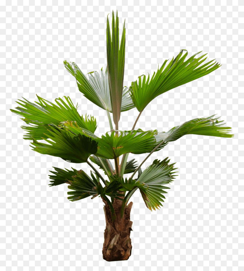 805x905 Palm Fronds Palm Tree, Plant, Tree, Arecaceae HD PNG Download