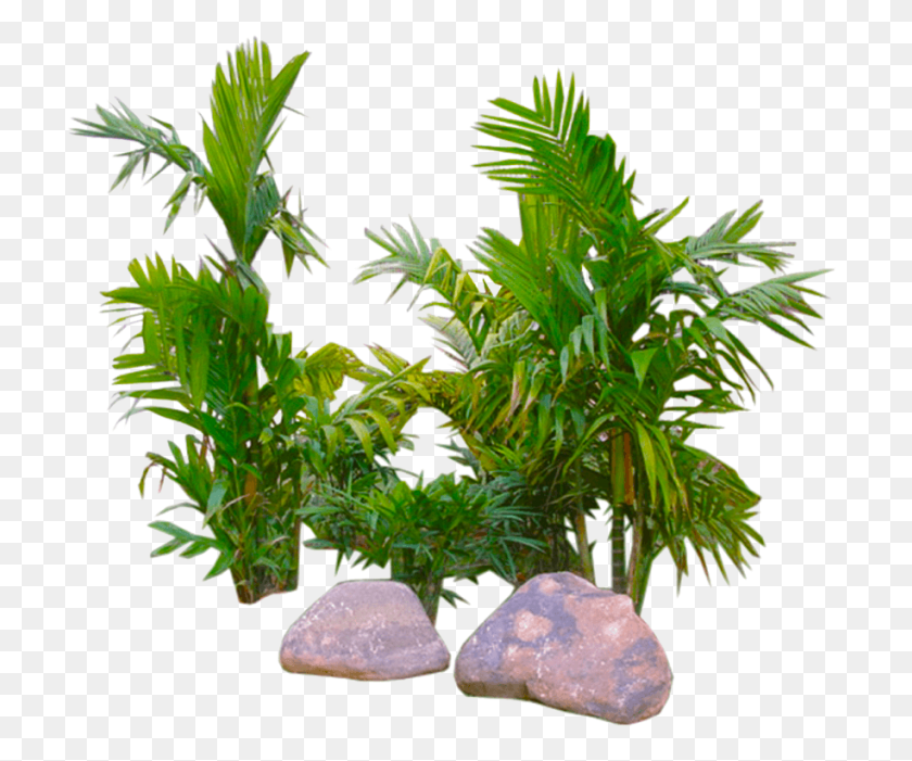 717x641 Palm Image Plants Without Background, Plant, Vase, Jar HD PNG Download
