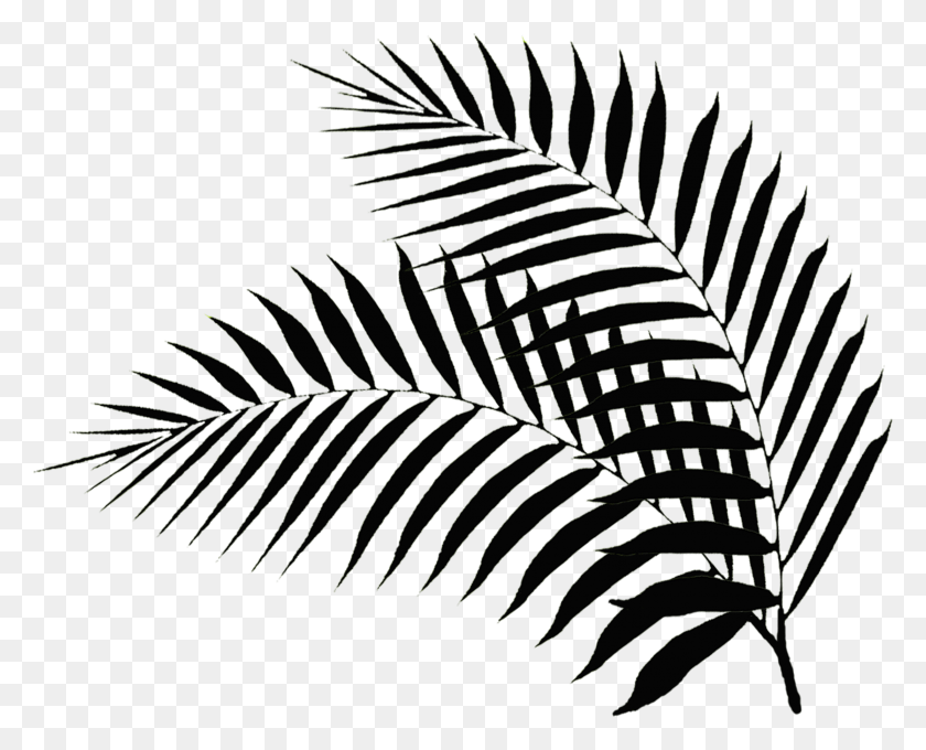 2227x1772 Palm Leaf Drawing At Getdrawings Black Palm Leaf, Plant, Fern, Staircase HD PNG Download