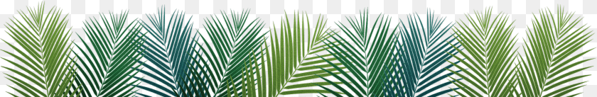 4981x814 Palm Leaf Facebook Cover PNG