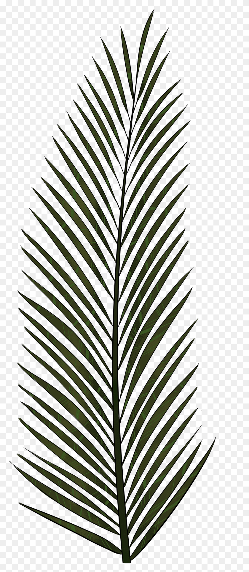 1444x3459 Palm Leaf Textures And Style Radin Mas, Leaf, Plant, Pineapple HD PNG Download