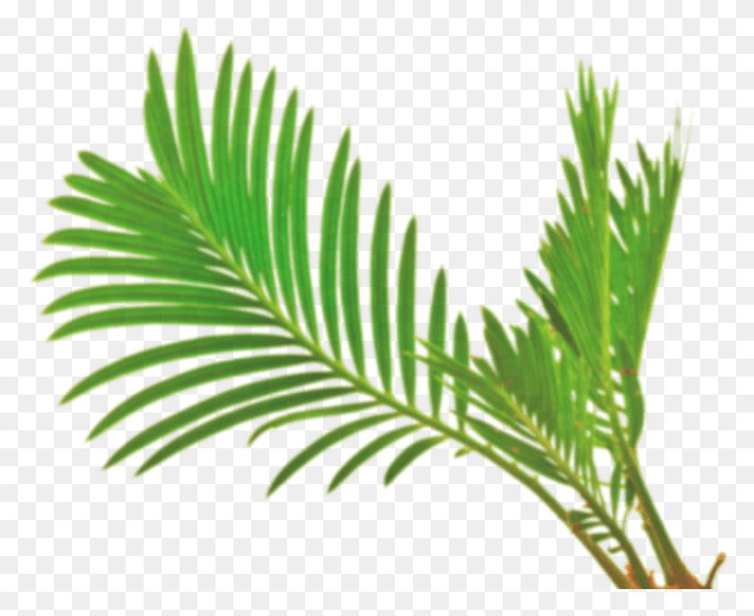 1865x1501 Пальмовый Лист Вектор Переносимая Сетевая Графика, Растение, Лист, Зеленый Hd Png Скачать