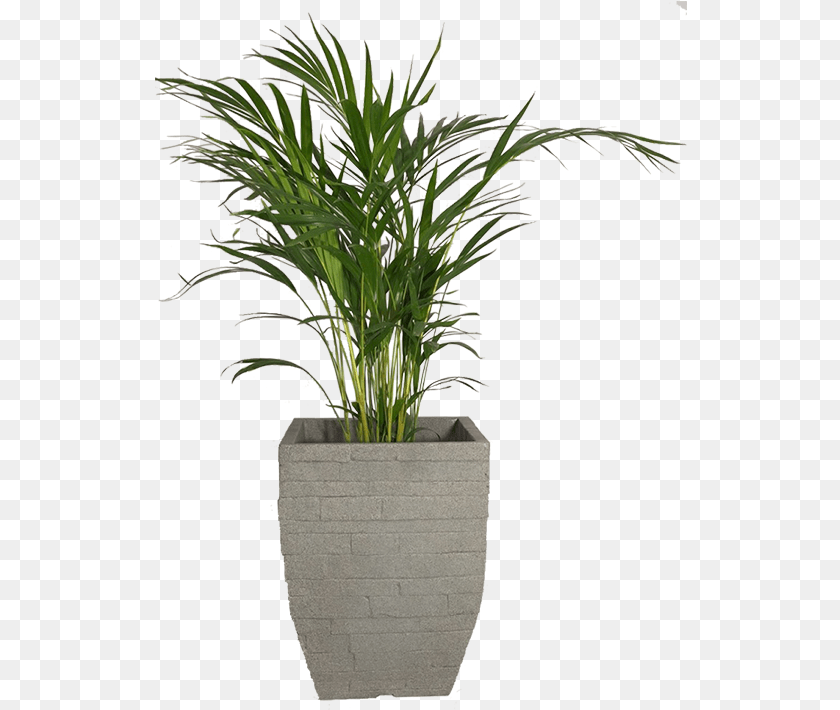 533x710 Palm Plant Basket, Jar, Palm Tree, Planter, Potted Plant Clipart PNG