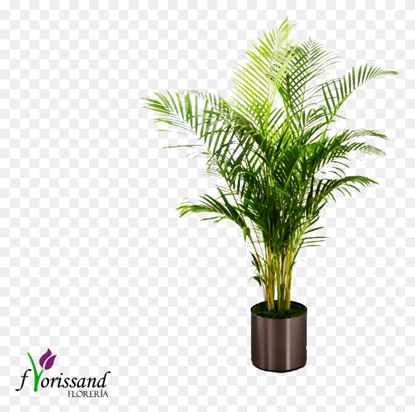 858x851 Пальмовое Растение От Ftd C28, Пальмовое Дерево, Дерево, Арековые Hd Png Скачать