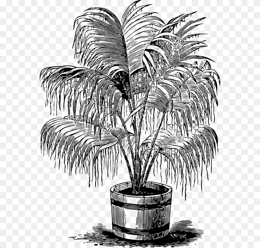 584x800 Palm Plant Clipart, Gray Sticker PNG