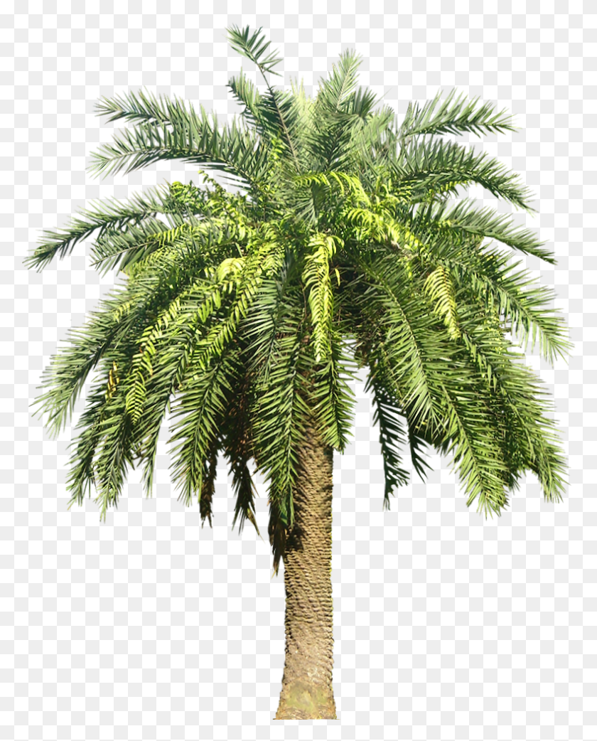 787x991 Palm Plant Image Image 12 Rabi Ul Awal Flag, Tree, Fern, Palm Tree HD PNG Download