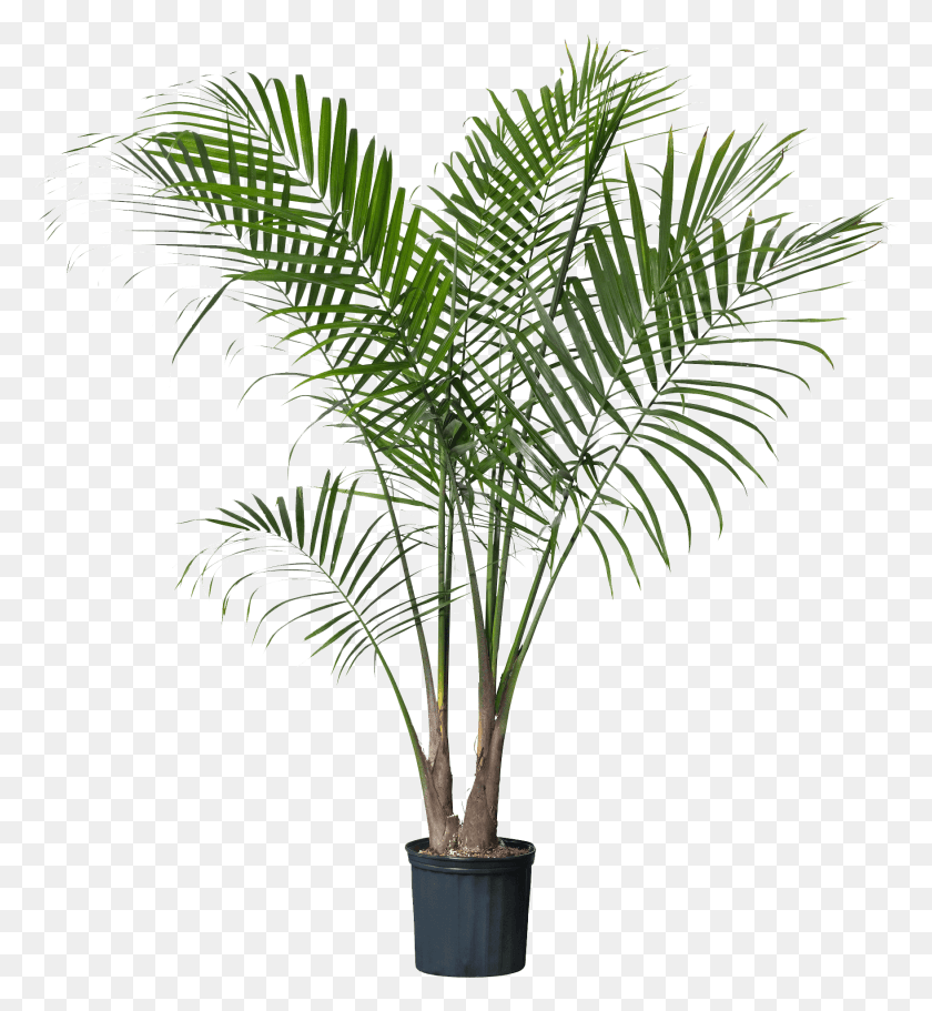 1756x1916 Palm Plant Potted Palm Tree, Tree, Arecaceae, Fir HD PNG Download