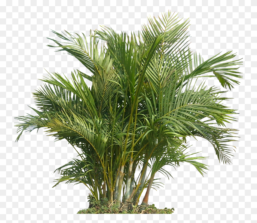 749x669 Palm Plant The Areca Palm 43060 Free Icons And Plant, Tree, Palm Tree, Arecaceae HD PNG Download