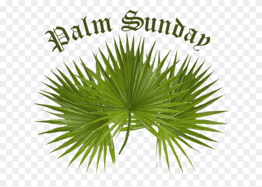 628x542 Palm Sunday Clip Art Palm Sunday Palm Tree, Bush, Vegetation, Plant HD PNG Download