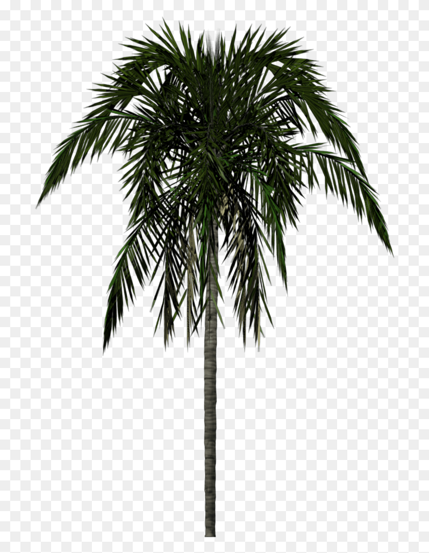 707x1022 Palm Tree, Tree, Plant, Arecaceae HD PNG Download