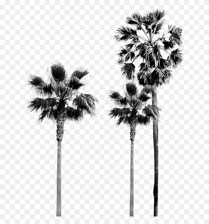 645x839 Palm Tree, Plant, Tree, Flower HD PNG Download