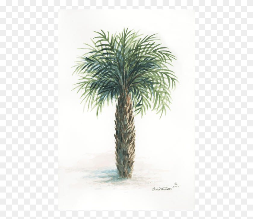 457x668 Palm Tree, Tree, Plant, Arecaceae HD PNG Download