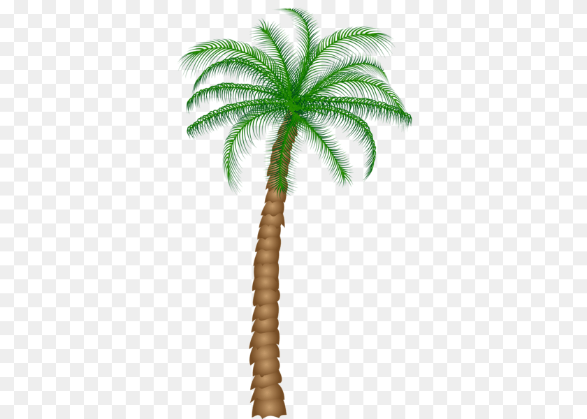 349x600 Palm Tree, Palm Tree, Plant Transparent PNG