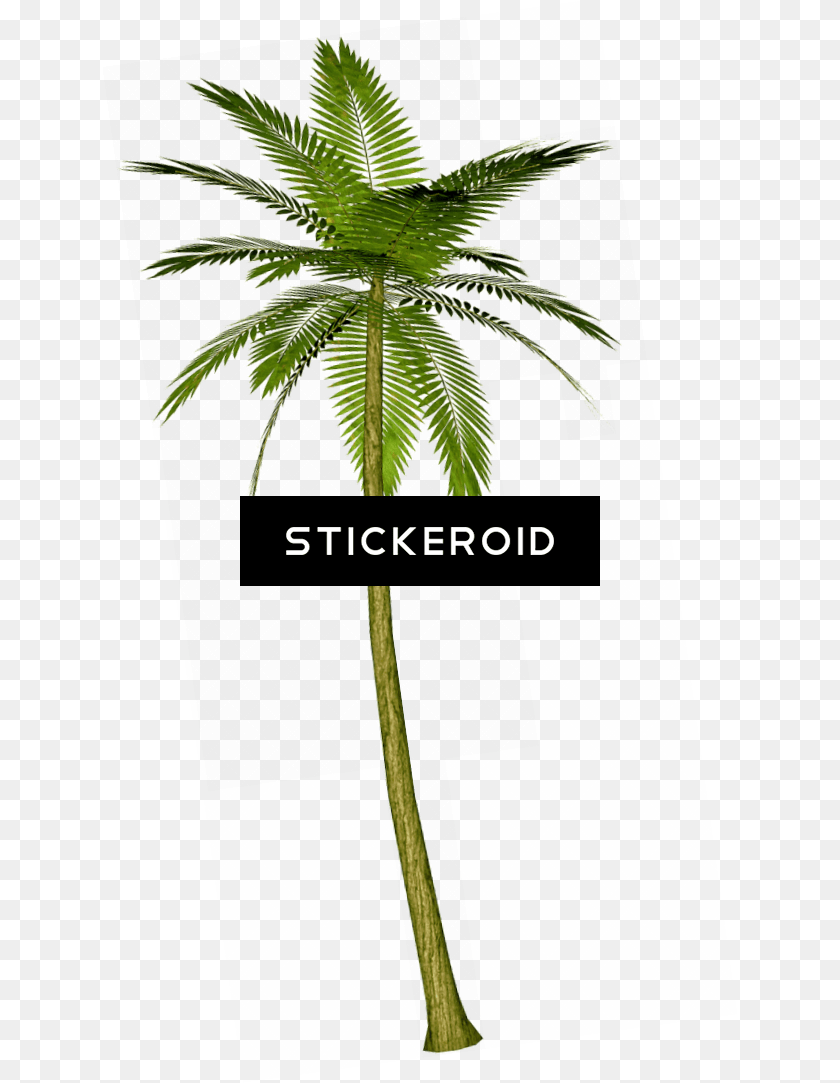 Palm Tree, Palm Tree, Plant, Leaf, Fern Transparent PNG