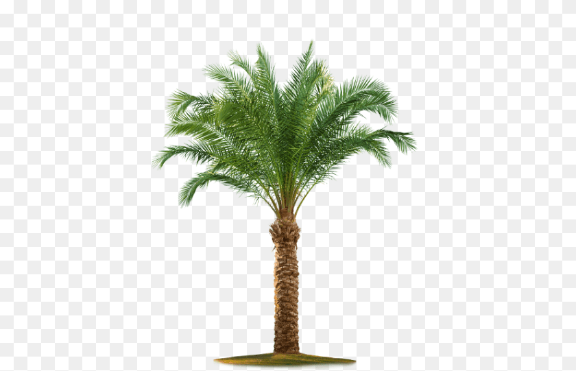 Palm Tree, Palm Tree, Plant Clipart PNG