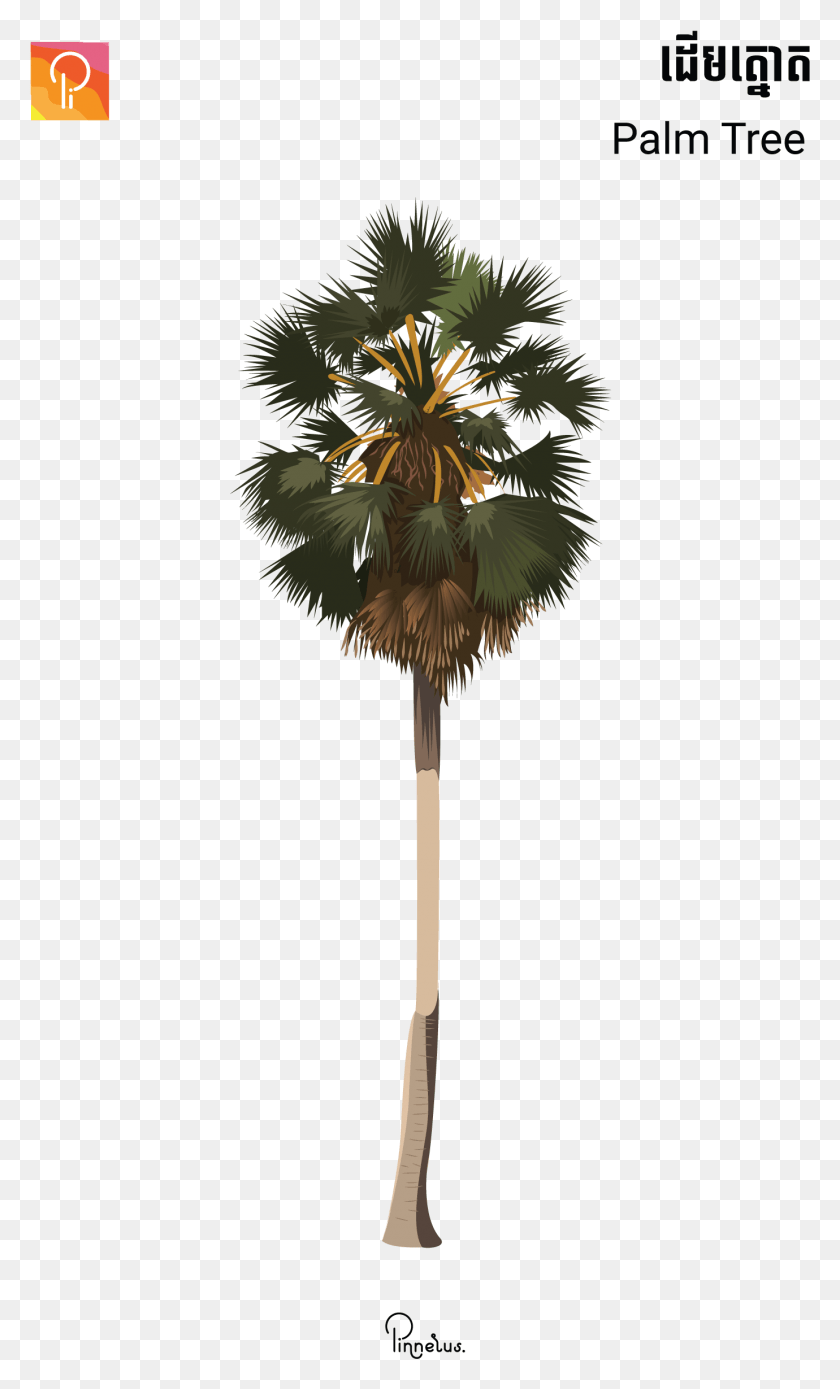 1380x2353 Palm Tree Borassus Flabellifer, Lamp, Lampshade, Plant HD PNG Download