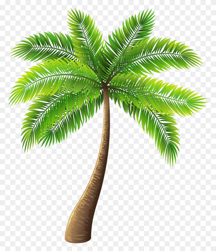 4971x5851 Palm Tree Clip Art Palm Tree Transparent HD PNG Download