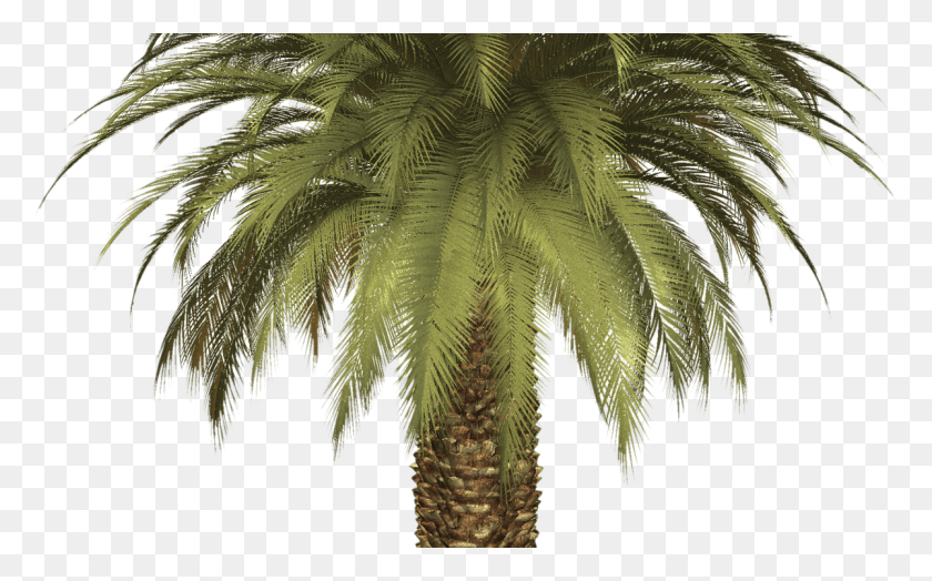 1200x715 Palm Tree Clipart For Free On Mbtskoudsalg Oil Palm Tree Transparent, Tree, Plant, Arecaceae HD PNG Download