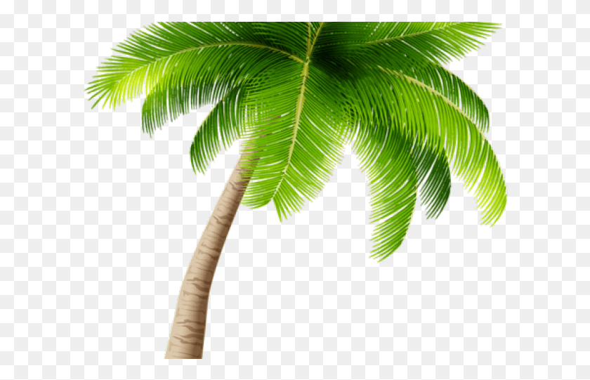 606x481 Palm Tree Clipart Kerala Coconut Tree Transparent Background Palm Tree Transparent, Leaf, Plant, Tree HD PNG Download