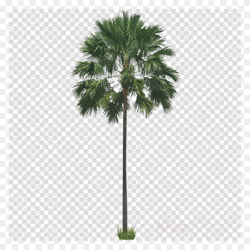 900x900 Palm Tree Clipart Palm Trees Wodyetia Road Signs Transparent Background, Plant, Tree, Pattern HD PNG Download