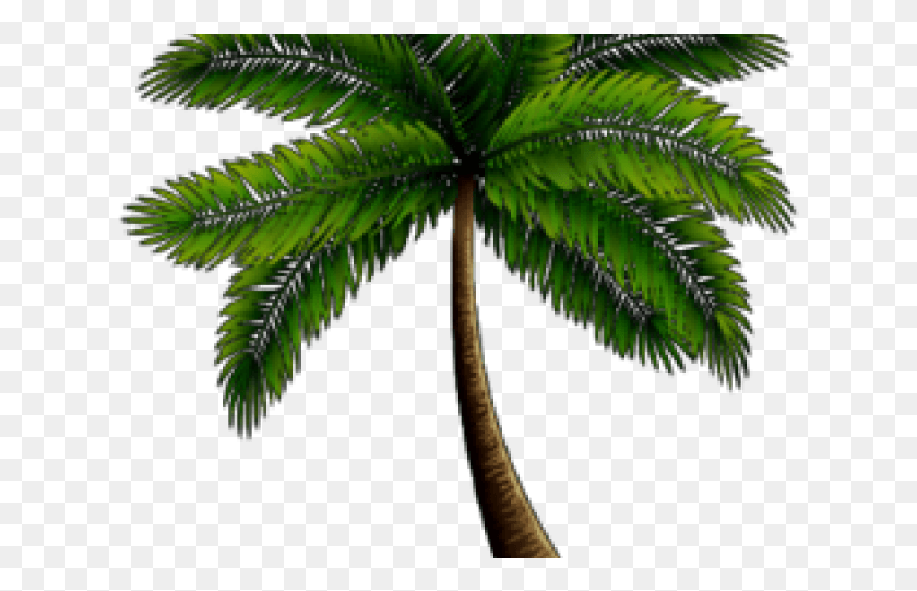 625x481 Palm Tree Clipart Palmera Roystonea, Plant, Tree, Arecaceae HD PNG Download