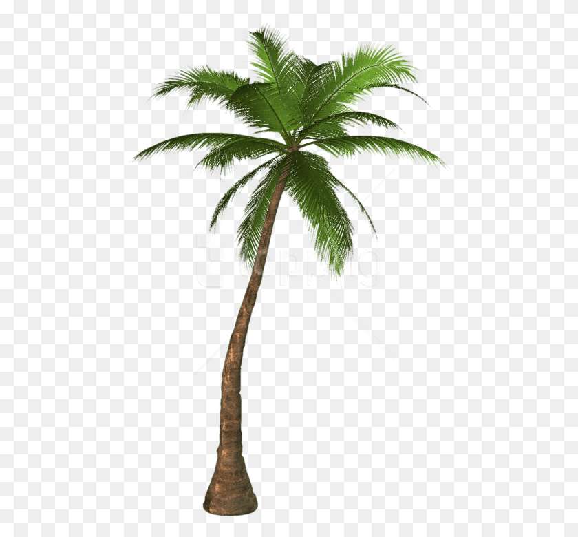 480x720 Palm Tree Clipart Photo Palm Tree Transparent Background, Tree, Plant, Arecaceae HD PNG Download