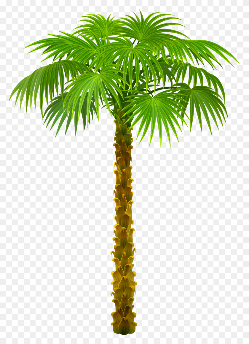 5989x8449 Palm Tree Clipart Picture, Tree, Plant, Arecaceae HD PNG Download