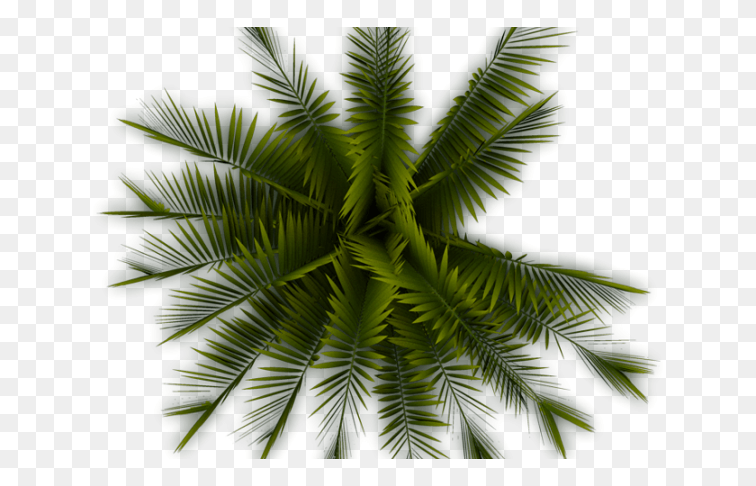 640x480 Palm Tree Clipart Top View Top View Tree, Green, Leaf, Plant HD PNG Download