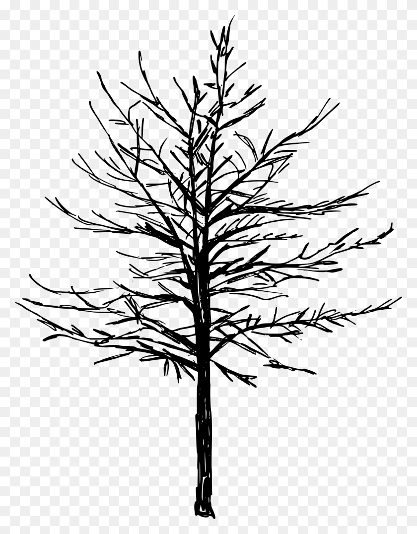1515x1974 Palm Tree Drawing Transparent Red Pine, Tree, Plant, Fir HD PNG Download