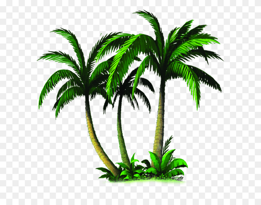 606x600 Palm Tree Emoji Transparent Palmiye Aac, Plant, Tree, Arecaceae HD PNG Download