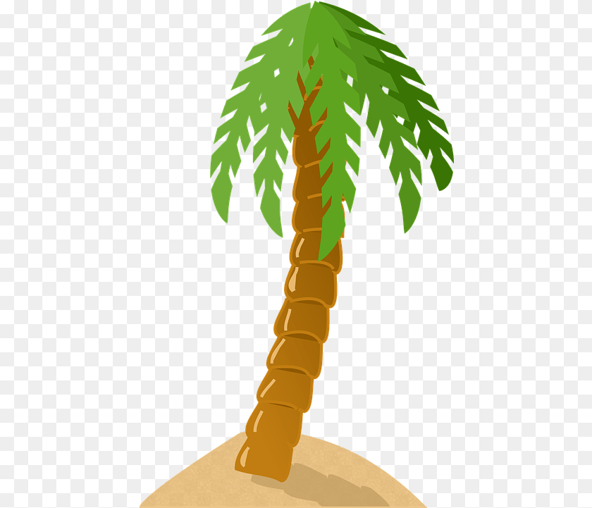 447x721 Palm Tree Exotic Tropical Island Green Sand Beach Palm Palm Tree Clip Art, Palm Tree, Plant, Person Sticker PNG