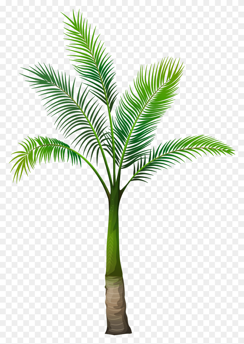 3518x5061 Palm Tree Image Palm Tree Transparent Background, Plant, Tree, Bird HD PNG Download
