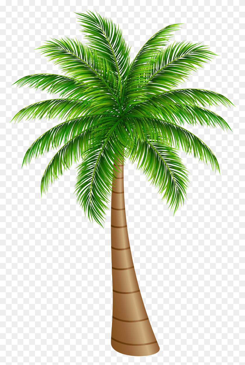 4532x6909 Palm Tree Large Clip Art Image Palm Tree Clipart HD PNG Download