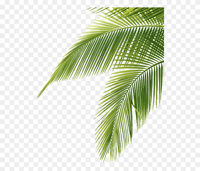 539x657 Palm Tree Leaf 29 Palm Tree Leaves, Plant, Green, Tree HD PNG Download