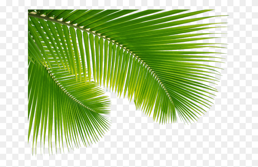 659x483 Palm Tree Leaf Clip Art Escobar Cleaning Services, Plant, Green, Tree HD PNG Download